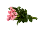 Bouquet of pink roses with tied green stems.