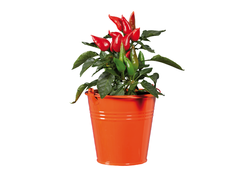 Plant of red and green chili peppers in an orange bucket.