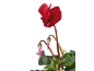 Red cyclamen with pink buds and green leaves against a black background.
