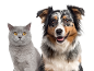 A grey cat and a smiling Australian Shepherd dog pose together on a white background.