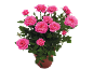 Potted rose plant with fuchsia pink flowers and green leaves.