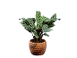 Calathea makoyana houseplant in a brown pot with a textured pattern.