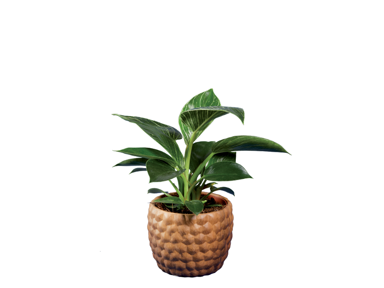 Potted plant with green leaves in a brown, textured pot.