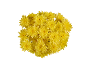 Bouquet of vibrant yellow chrysanthemums on a black background.