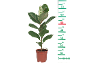 Variegated rubber plant in brown pot with measuring scale from 10 to 75 cm