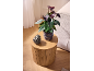 Potted plant with dark leaves and flowers on a wooden coffee table.