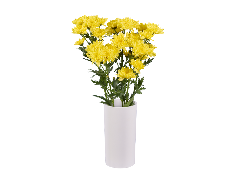 Vibrant yellow chrysanthemums in a white vase, against a black background.