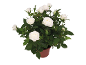 Potted rose plant with white flowers and green buds