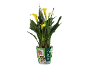 Yellow calla lily plant in a green pot with 'Calla Zantedeschia' text and style images.