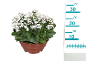 Kalanchoe plant with white flowers in a brown pot, with a measuring ruler beside it.