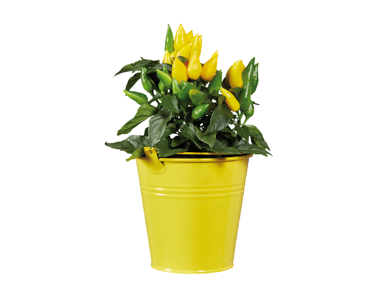 Plant of yellow and green peppers in a yellow bucket.