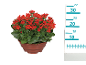 Kalanchoe plant with red flowers in a brown pot, with a measuring scale next to it.
