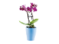 Purple orchid in a blue pot on a white background.