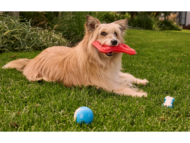 Dog with red toy lying on grass with a ball and a toy bone.