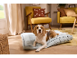 Beagle dog lying on a light blue dog bed in a living room with yellow furniture.