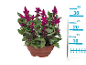 Celosia plant with magenta flowers in a brown pot, with a measuring ruler next to it.