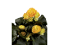 Yellow begonias with dark green leaves on a black background.