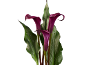 Three purple calla lilies with green leaves on a black background.