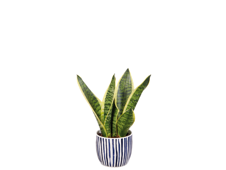 Snake plant with green and yellow leaves in a blue and white striped pot.