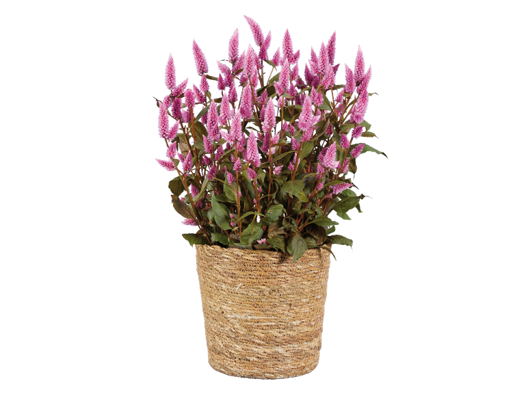 Pink celosia plant in a woven basket.