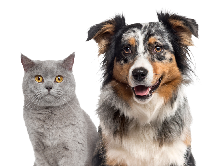 A grey cat and a smiling Australian shepherd dog on a black background.