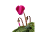 Pink cyclamen flower with green leaves and buds, on a white background.