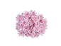 Bouquet of pink chrysanthemum flowers on a black background.