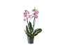 Pink orchid in a transparent pot with green leaves on a black background.