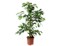 Potted green plant with slender leaves and multiple stems on a black background.