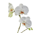 White orchids with yellow and red centers, with green buds, against a black background.