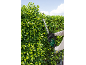 Person trimming a hedge with a cordless hedge trimmer.