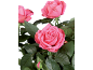 Pink roses with green leaves against a black background.