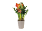 Orange calla lily plant in a grey pot with decorative butterflies.