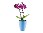 Purple orchid in a blue pot