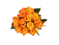 Bouquet of orange roses with green leaves on a black background.