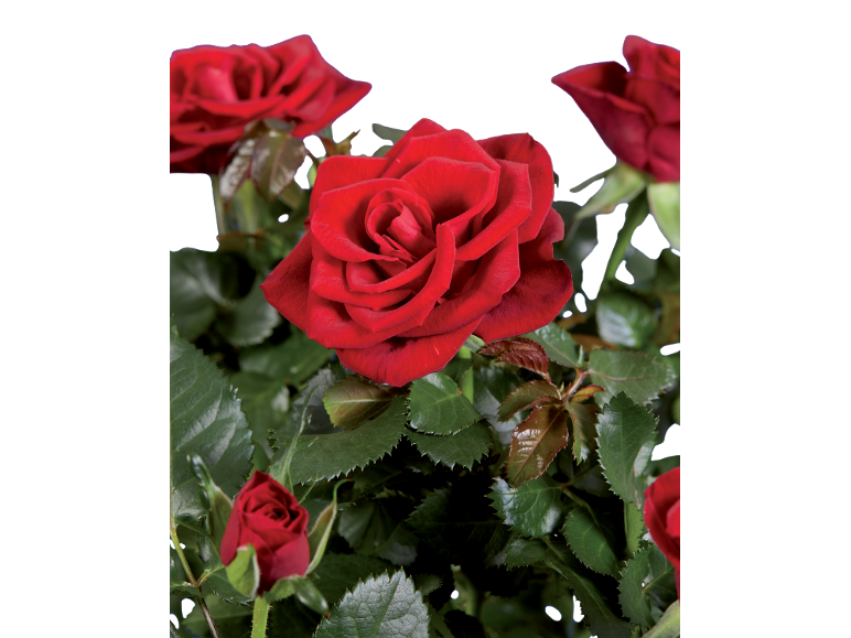 Vibrant red roses with lush green leaves against a black background.