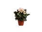 Begonia with pink and white flowers in a brown pot.