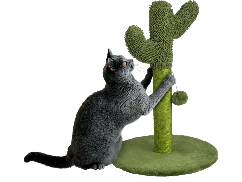 Grey cat playing with a green cactus-shaped cat tree.