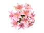 Bouquet of pink lilies on a black background.