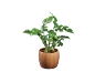 Potted plant with green leaves in a brown pot with a geometric pattern.
