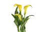 Three yellow calla lilies with spotted green leaves against a black background.