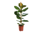 Rubber plant in brown pot with glossy green leaves.