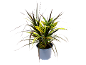 Potted plants with green and yellow speckled leaves and long dark leaves