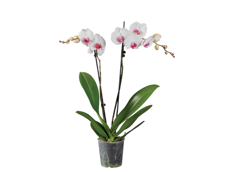 White orchid with pink centers in a clear pot