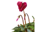 Fuchsia cyclamen with green leaves and buds on a black background.
