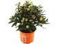 Ornamental plant Solanum pseudocapsicum with green and orange berries in an orange pot.