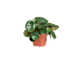 Indoor plant with round green leaves in a brown pot.