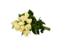 Bouquet of white roses with green stems and leaves, tied with a rubber band.
