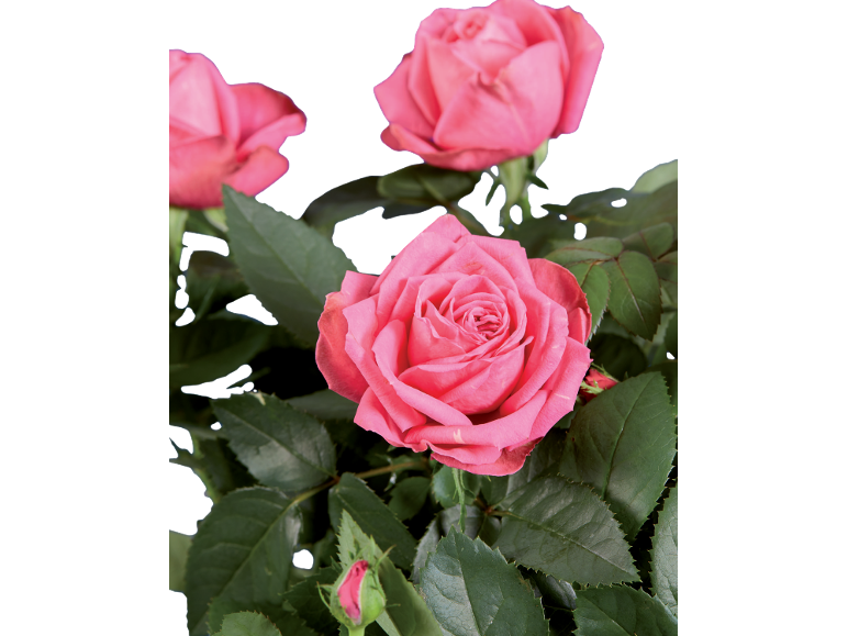 Pink roses with green leaves against a black background.