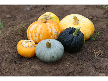 Decorative Squash